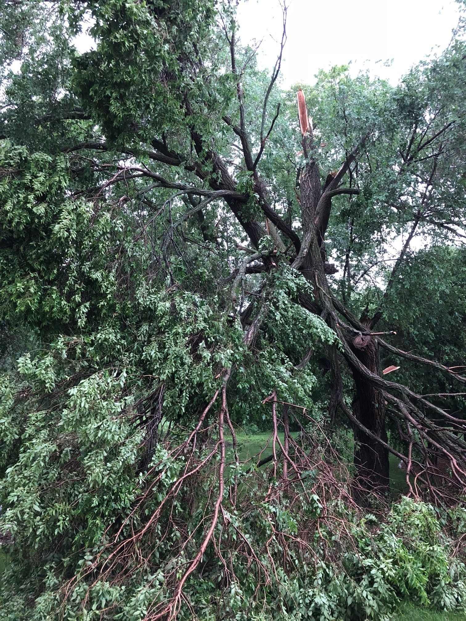 Tree damage
