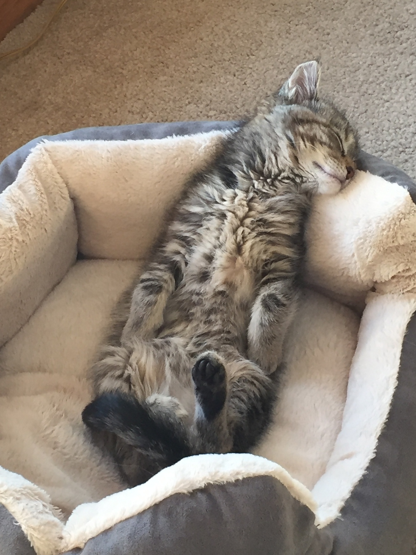 Molly as a kitten sleeping in her bed. 